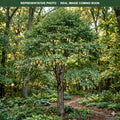 Ironwood (Ostrya virginiana) — Lakeville, MN