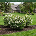 Iroquois Beauty Chokeberry (Aronia melanocarpa) — Eden Prairie, MN