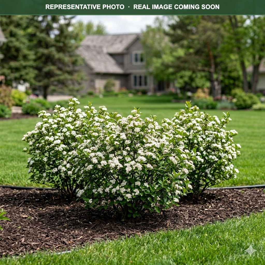 Iroquois Beauty Chokeberry (Aronia melanocarpa) — Eden Prairie, MN