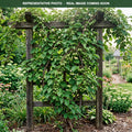 Issai Hardy Kiwi (Actinidia arguta) — Bloomington, MN