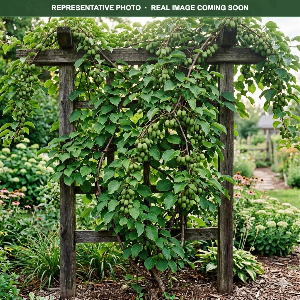 Issai Hardy Kiwi (Actinidia arguta) — Bloomington, MN