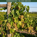 Itasca Grape (Vitis) — Minneapolis, MN