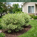 Ivory Halo Dogwood (Cornus alba) — Plymouth, MN
