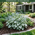 Jack Frost Brunnera (Brunnera macrophylla) — Minnetonka, MN