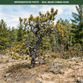 Jack Pine (Pinus banksiana) — Maplewood, MN