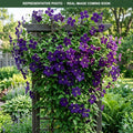Jackmanii Clematis (Clematis × jackmanii) — Edina, MN