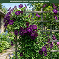 Jackmanii Superba Clematis (Clematis × jackmanii) — Minnetonka, MN