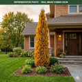 Jantar Arborvitae (Thuja occidentalis) — Wayzata, MN
