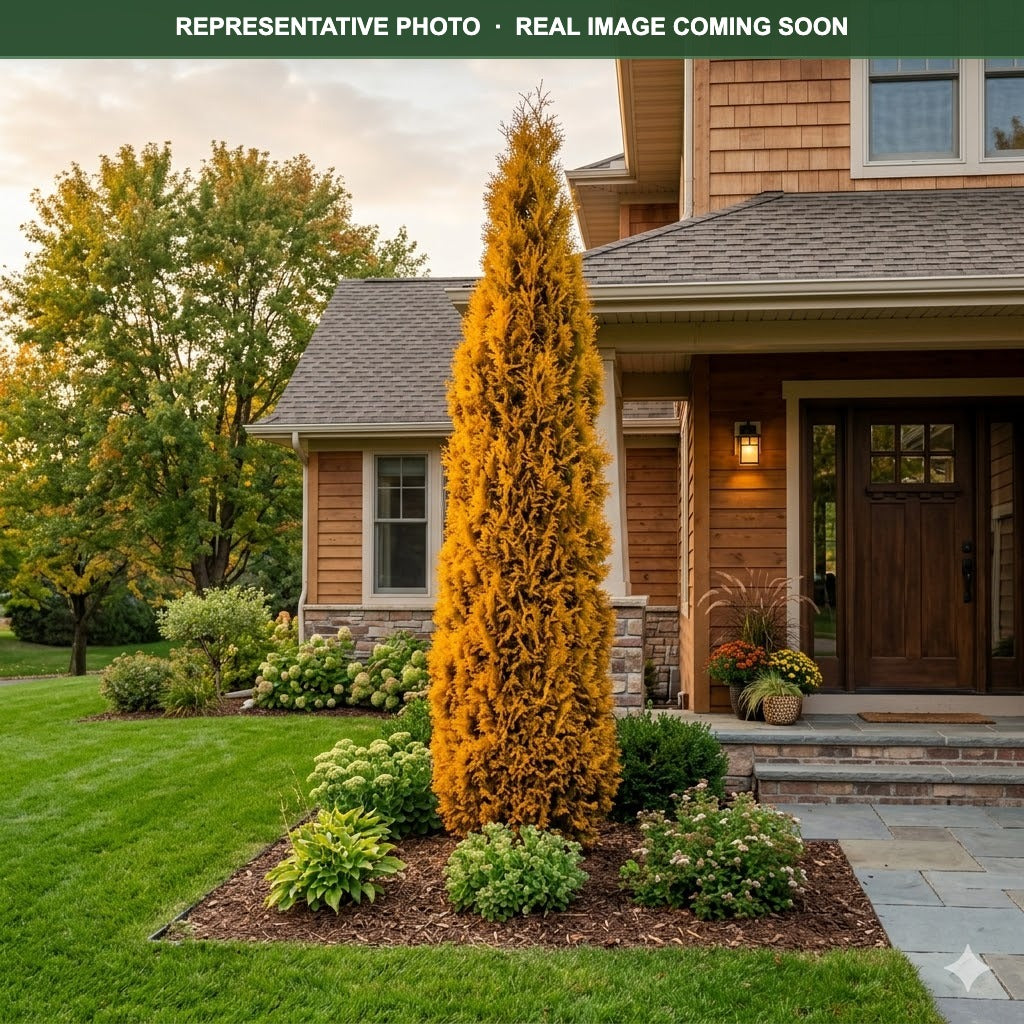 Jantar Arborvitae (Thuja occidentalis) — Wayzata, MN