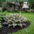 Japanese Painted Fern (Athyrium niponicum) — Woodbury, MN