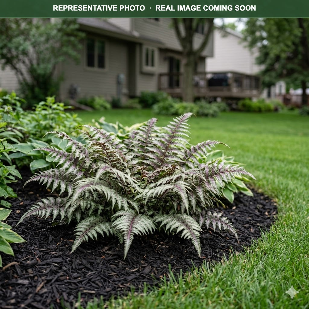 Japanese Painted Fern (Athyrium niponicum) — Woodbury, MN