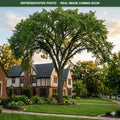 Jefferson Elm (Ulmus americana) — Chanhassen, MN