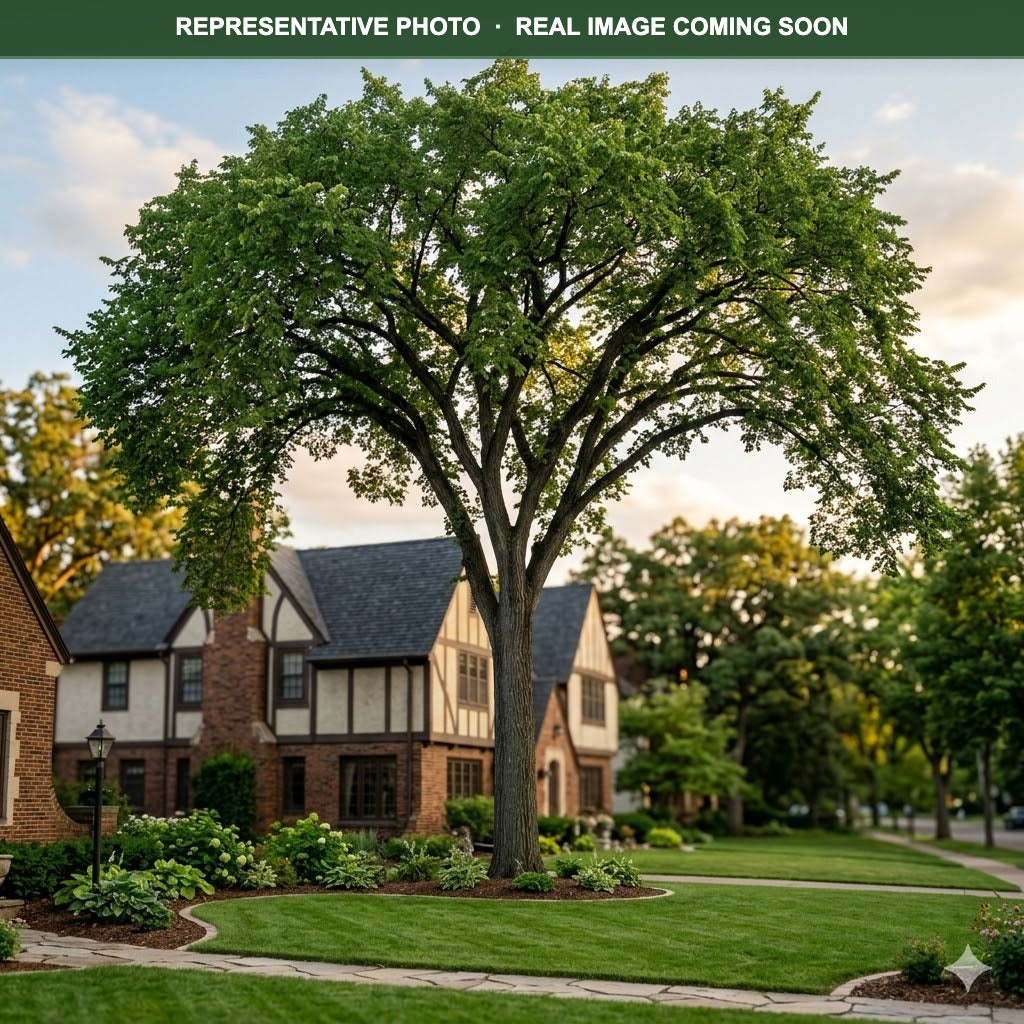 Jefferson Elm (Ulmus americana) — Chanhassen, MN