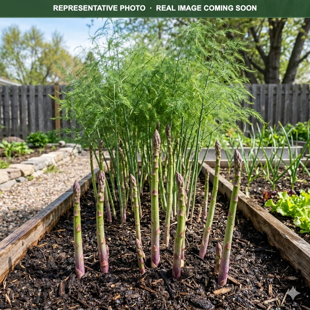 Jersey Knight Asparagus (Asparagus officinalis) — St. Paul, MN