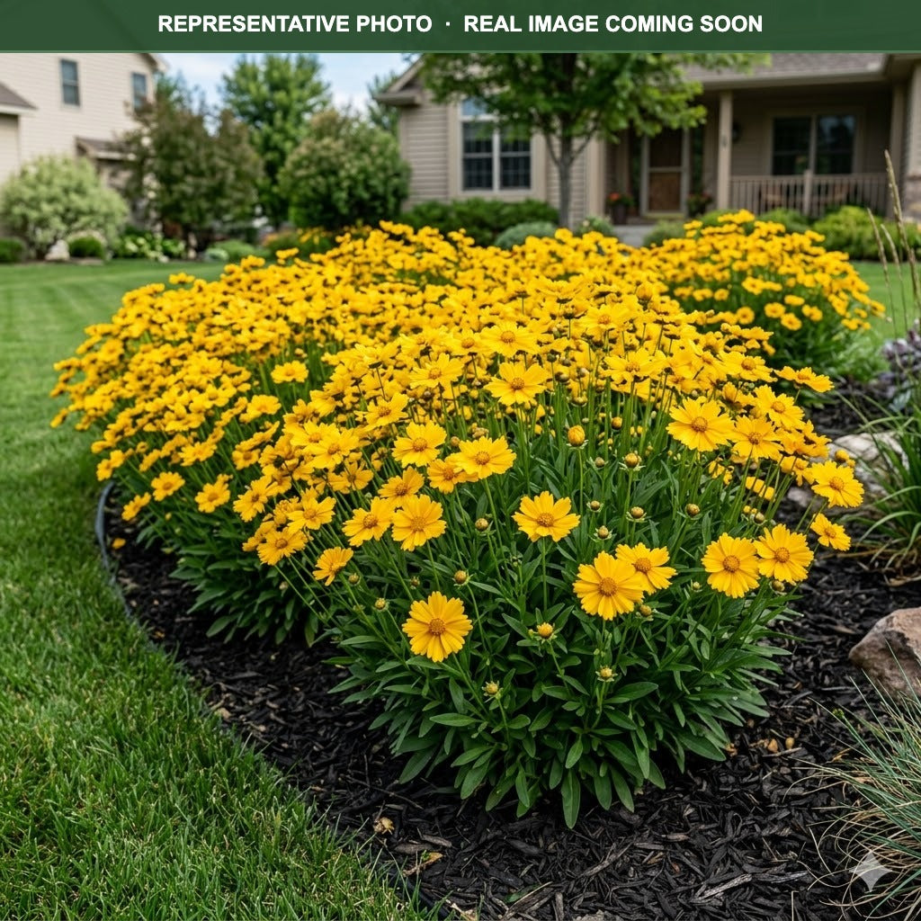 Jethro Tull Coreopsis (Coreopsis) — Eden Prairie, MN