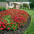 Jewel of Desert Garnet Ice Plant (Delosperma) — Plymouth, MN