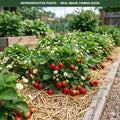 Jewel Strawberry plants (Fragaria × ananassa) — Edina, MN