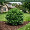 Jim Dandy Winterberry (Ilex verticillata) — Bloomington, MN