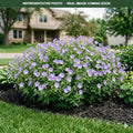 Johnson's Blue Cranesbill (Geranium) — Plymouth, MN