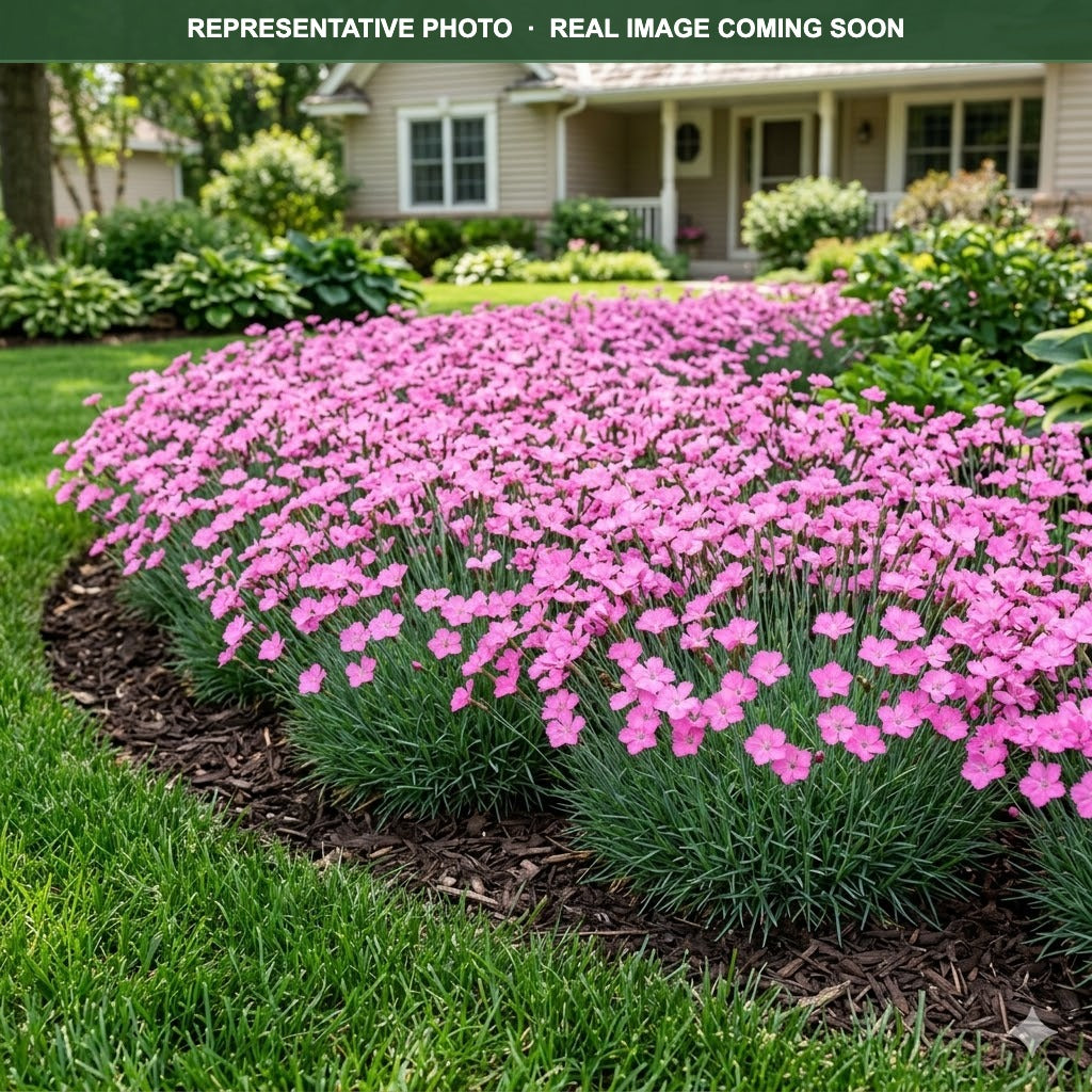 Kahori Pink Dianthus (Dianthus) bloom detail — Bloomington, MN