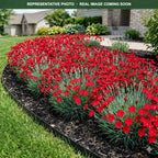 Kahori Scarlet Dianthus (Dianthus) bloom detail — Shoreview, MN