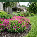 Karmina Cranesbill (Geranium) — St. Paul, MN