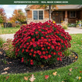 Kickin Carmine Red Aster (Symphyotrichum) — Edina, MN