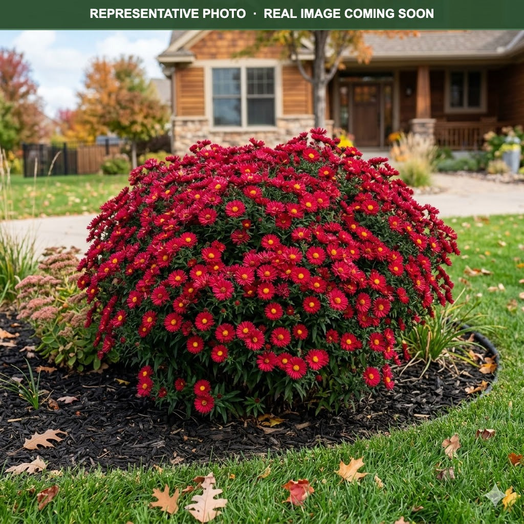 Kickin Carmine Red Aster (Symphyotrichum) — Edina, MN