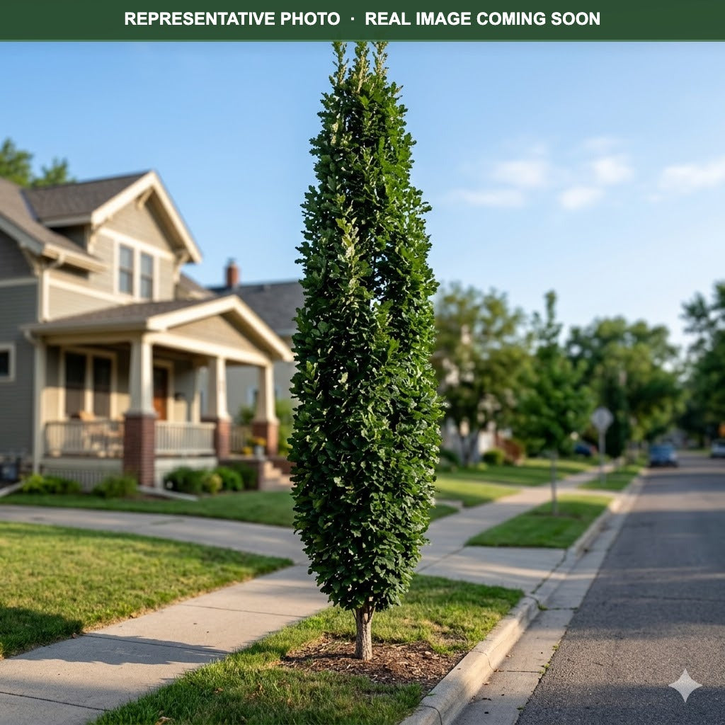 Kindred Spirit Oak (Quercus) — St. Paul, MN