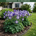 Kirigami Deep Blue White Columbine (Aquilegia) — Minnetonka, MN