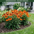 Kismet Intense Orange Coneflower (Echinacea) — Woodbury, MN