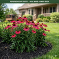 Kismet Raspberry Coneflower (Echinacea) — Eden Prairie, MN