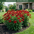 Kismet Red Coneflower (Echinacea) — Plymouth, MN