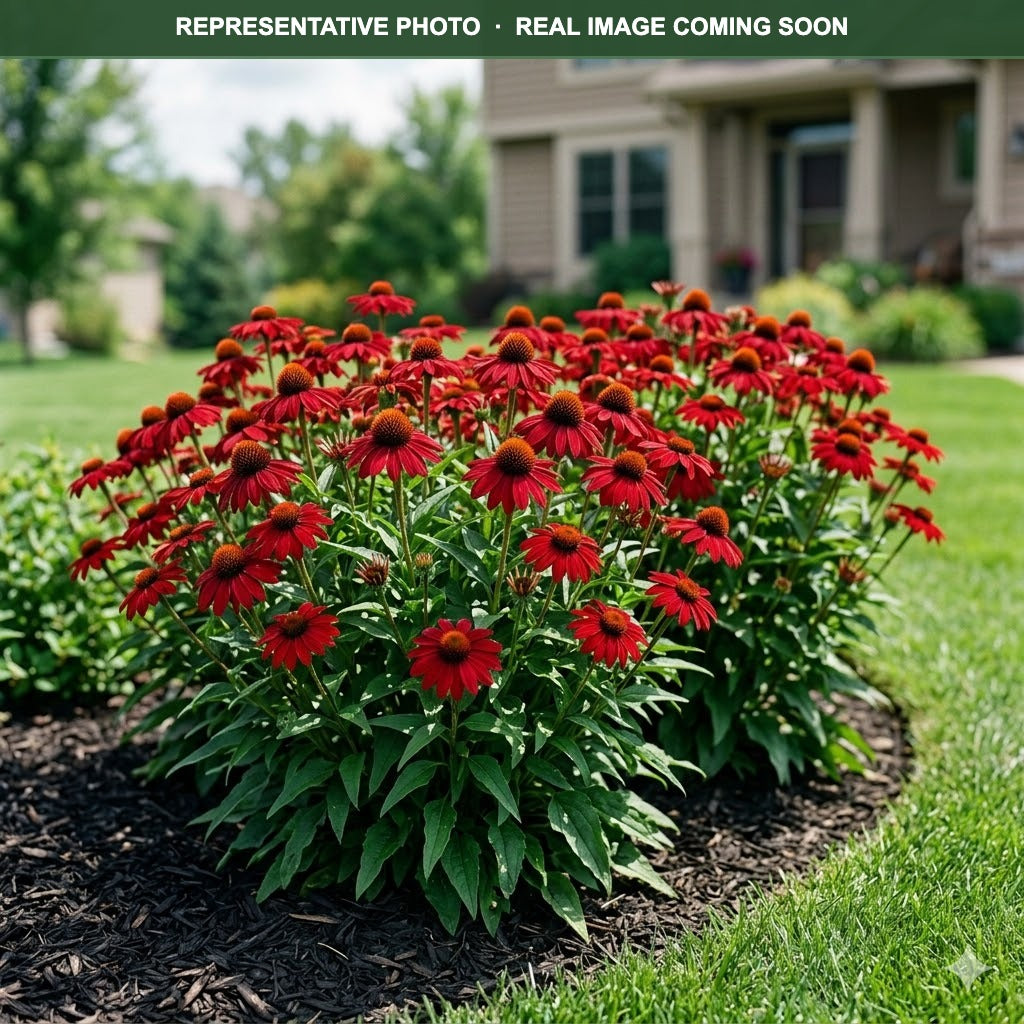 Kismet Red Coneflower (Echinacea) — Plymouth, MN