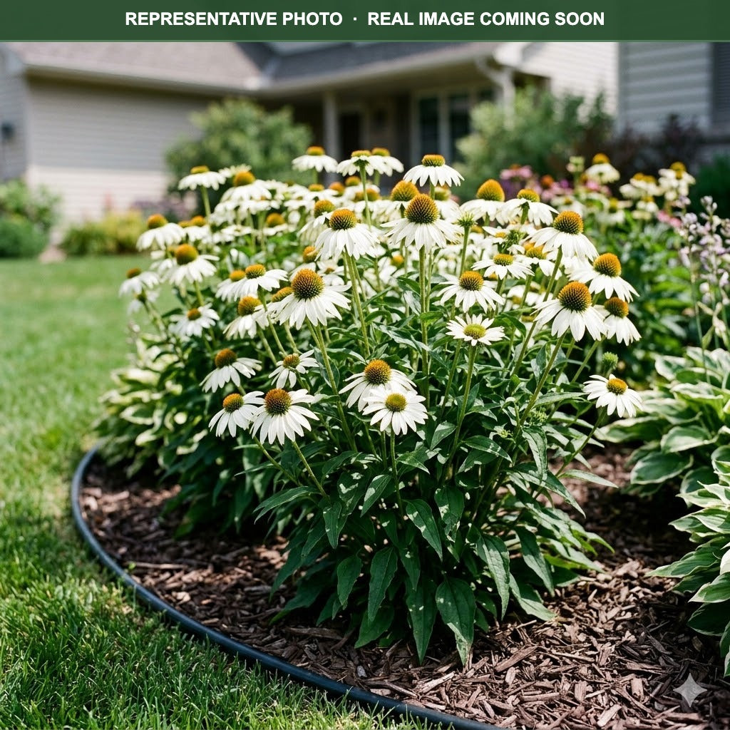 Kismet White Coneflower (Echinacea) — Maple Grove, MN
