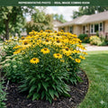 Kismet Yellow Coneflower (Echinacea) — Bloomington, MN