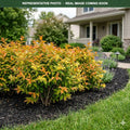 Kodiak Orange Diervilla (Diervilla) — Shoreview, MN