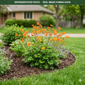 Koi Avens (Geum) — Shoreview, MN