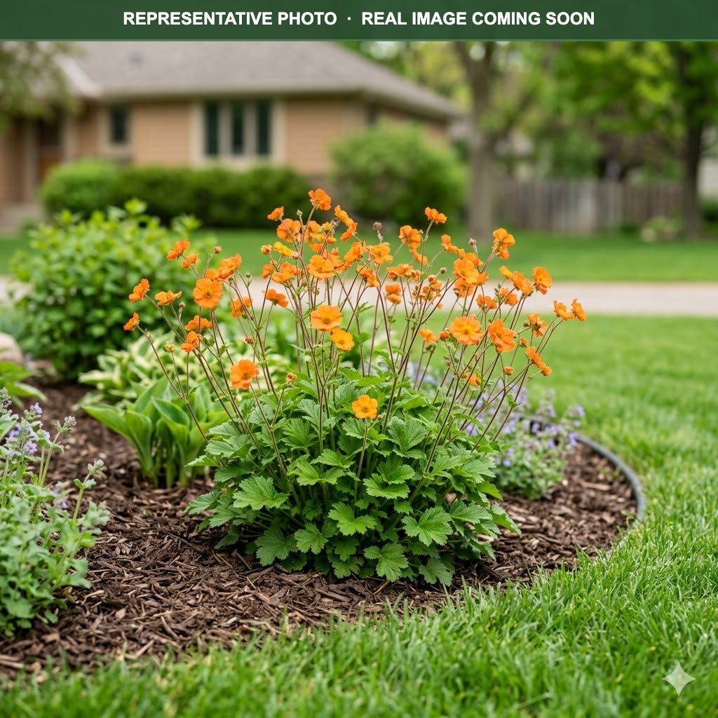 Koi Avens (Geum) — Shoreview, MN