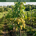 La Crescent Grape (Vitis) — Woodbury, MN