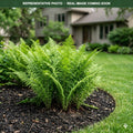 Lady Fern (Athyrium filix-femina) — Burnsville, MN