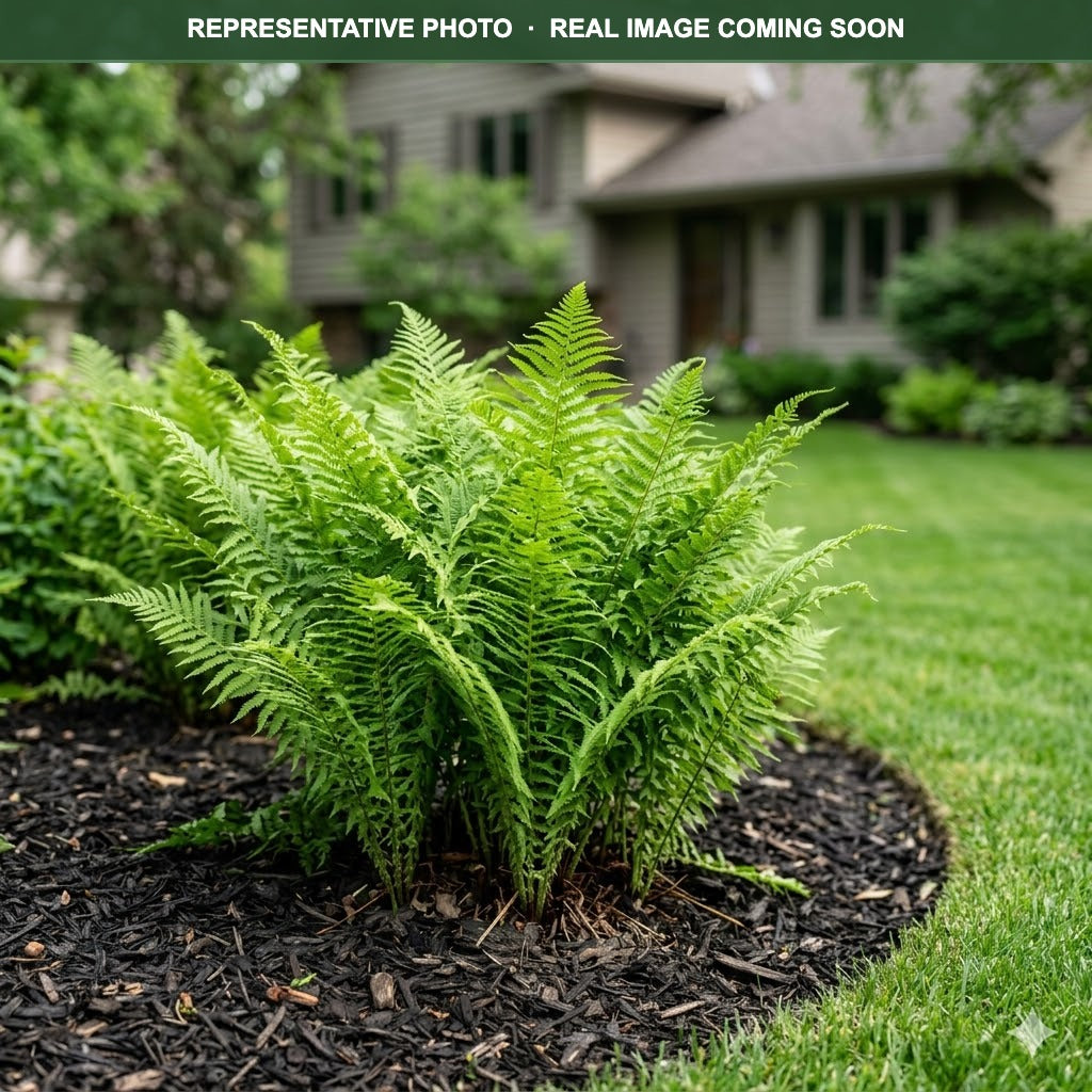 Lady Fern (Athyrium filix-femina) — Burnsville, MN