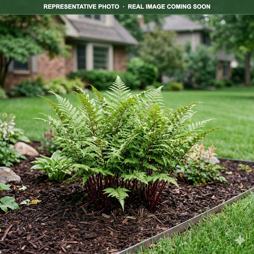 Lady in Red Fern (Athyrium filix-femina) — Lakeville, MN