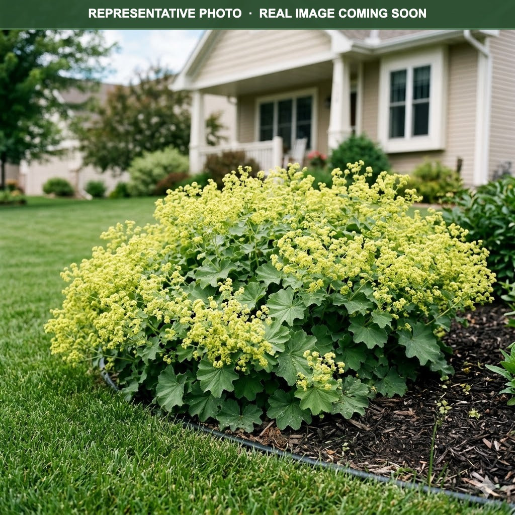 Lady's Mantle (Alchemilla mollis) — Maplewood, MN