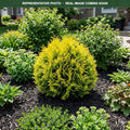 Lemon Burst Arborvitae (Thuja occidentalis) — Lakeville, MN
