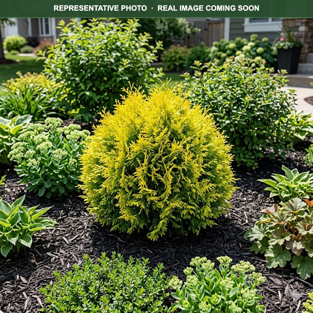 Lemon Burst Arborvitae (Thuja occidentalis) — Lakeville, MN