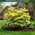 Lemon Lights Azalea (Rhododendron) — Maplewood, MN