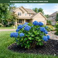 Let's Dance Blue Jangles Hydrangea (Hydrangea macrophylla) — Minneapolis, MN