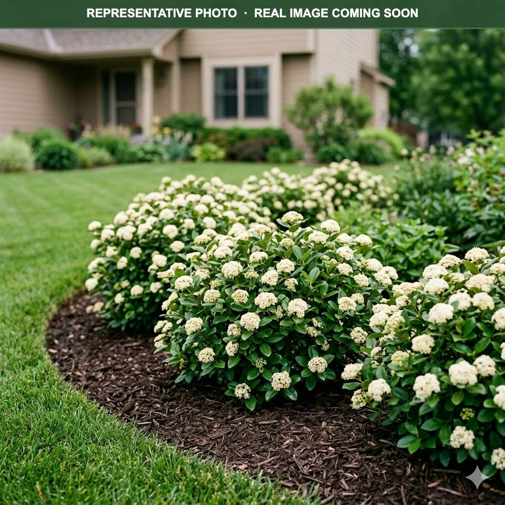 Lil' Ditty Viburnum (Viburnum cassinoides) — Edina, MN