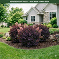 Lilla Smokebush (Cotinus coggygria) — Minnetonka, MN